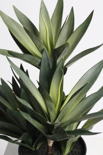 Small Dracena w/4 Heads 45cm Potted