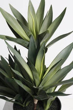Small Dracena w/4 Heads 45cm Potted