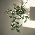 Mistletoe Berry Spray