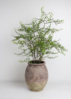 Ombra Terracotta Jar