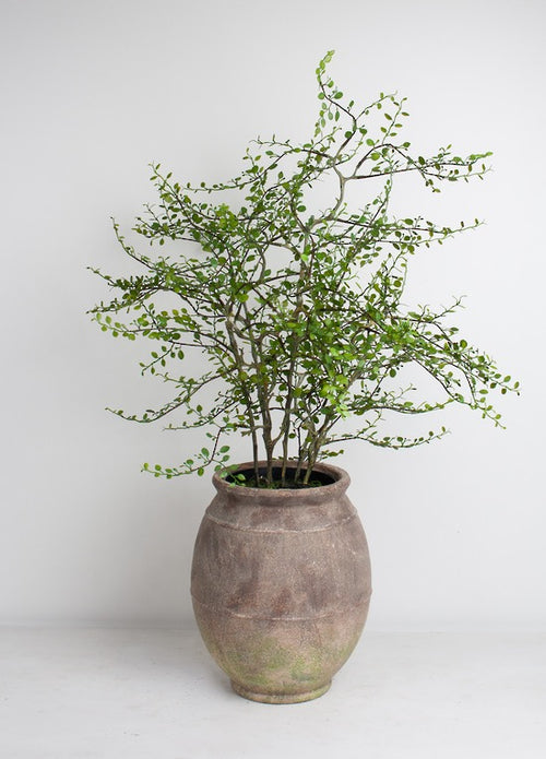 Ombra Terracotta Jar