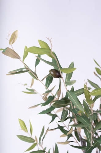 Olive Tree Potted 1m
