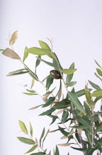 Olive Tree Potted 1m