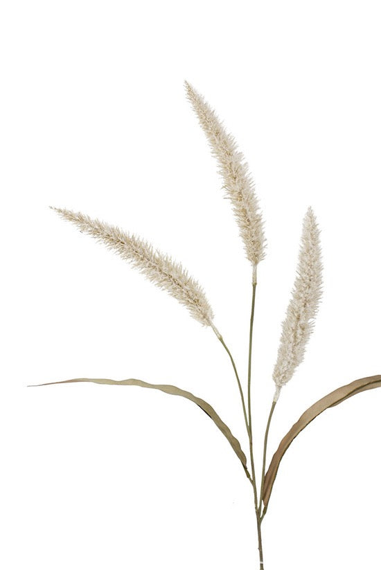 Fountain Grass - Cream