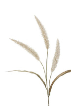 Fountain Grass - Cream