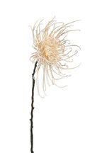 Spider Mum Stem Winter White 71cm