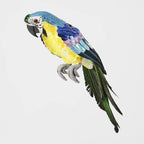 Azure Yellow Belly Parrot Large
