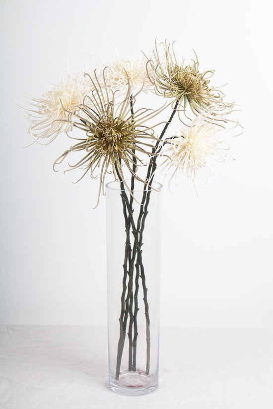 Spider Mum Stem Winter White 71cm