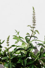 Real World - Wattleseed & Lemon Myrtle Body Lotion