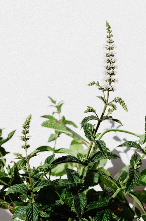 Real World - Wattleseed & Lemon Myrtle Body Lotion