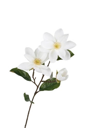 Legacy Magnolia Spray Cream 71cm