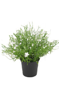 Babies Breath Potted Bush White
