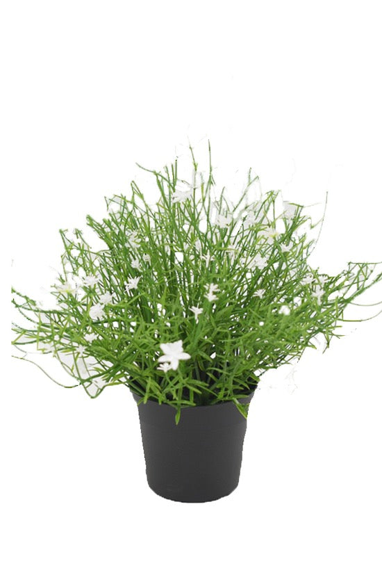 Babies Breath Potted Bush White