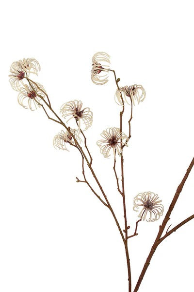 Clematis Seed Pod Spray Cream 94cm