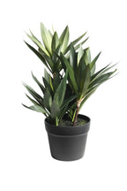 Small Dracena w/4 Heads 45cm Potted