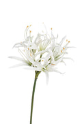 Shelly Spray White