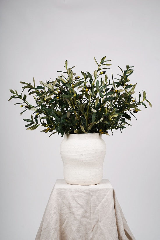 Olive branch stem