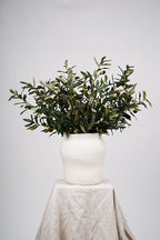 Olive branch stem