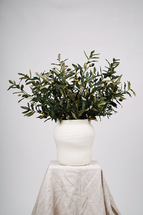 Olive branch stem