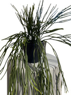 Potted Hanging Rhipsalis 76cm