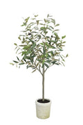 Olive Tree Potted 1m