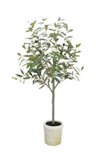 Olive Tree Potted 1m