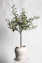 Olive Tree Potted 1m