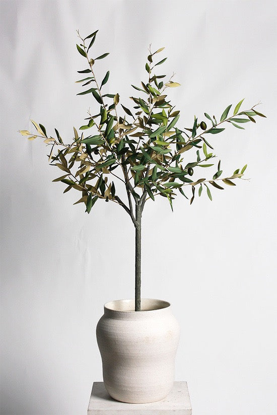 Olive Tree Potted 1m