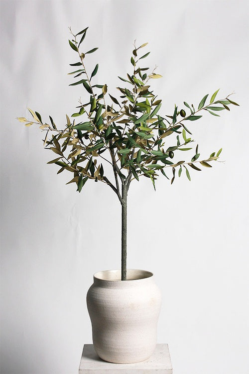Olive Tree Potted 1m