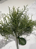 Coral Grass Bush - 28cm