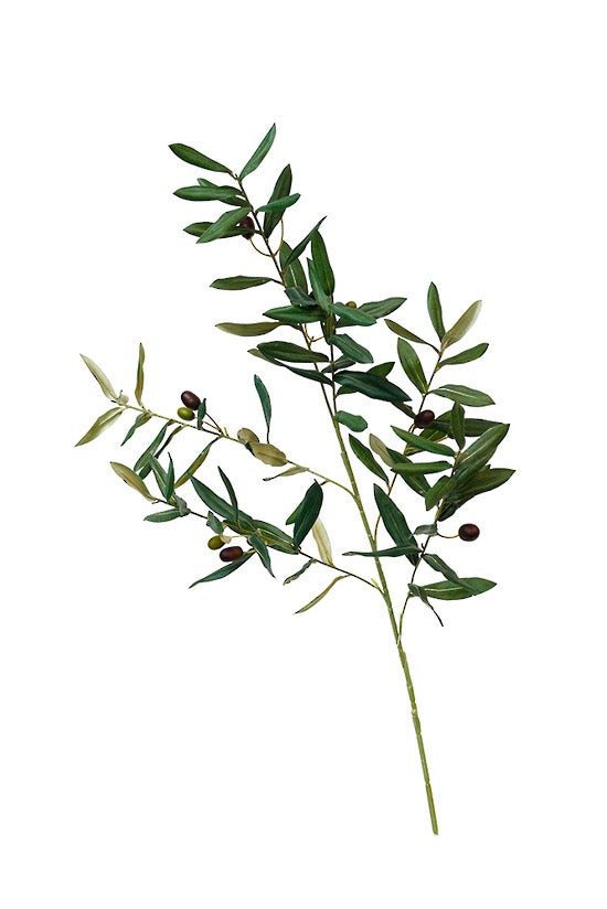 Olive branch stem
