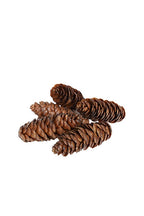 Dragon Spruce (Long) Pinecones