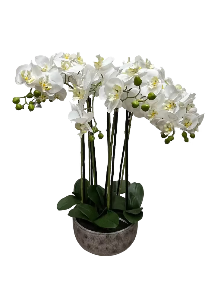 Phalaenopsis Orchid in Rustic Cement Pot