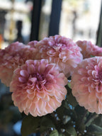 Pompom Dahlia - Pink