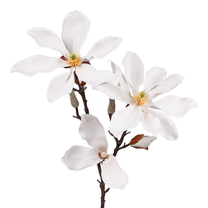 Fairy Magnolia 78cm White