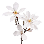 Fairy Magnolia 78cm White