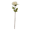 Pompom Dahlia - Cream