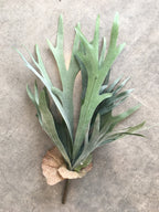 Staghorn Fern