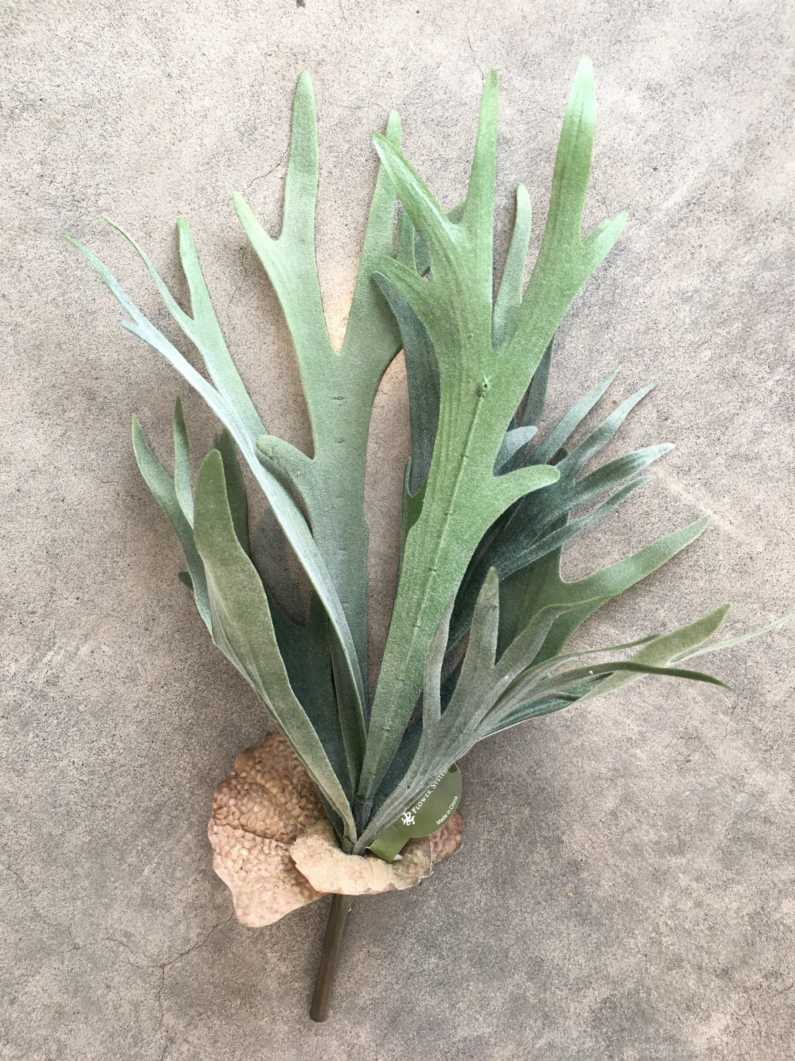 Staghorn Fern