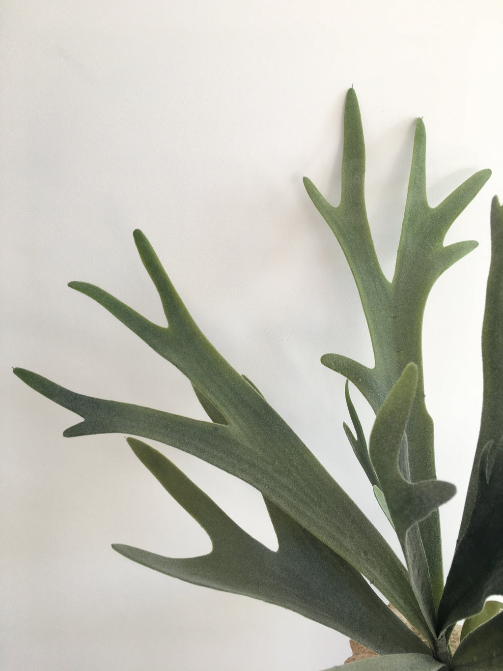 Staghorn Fern