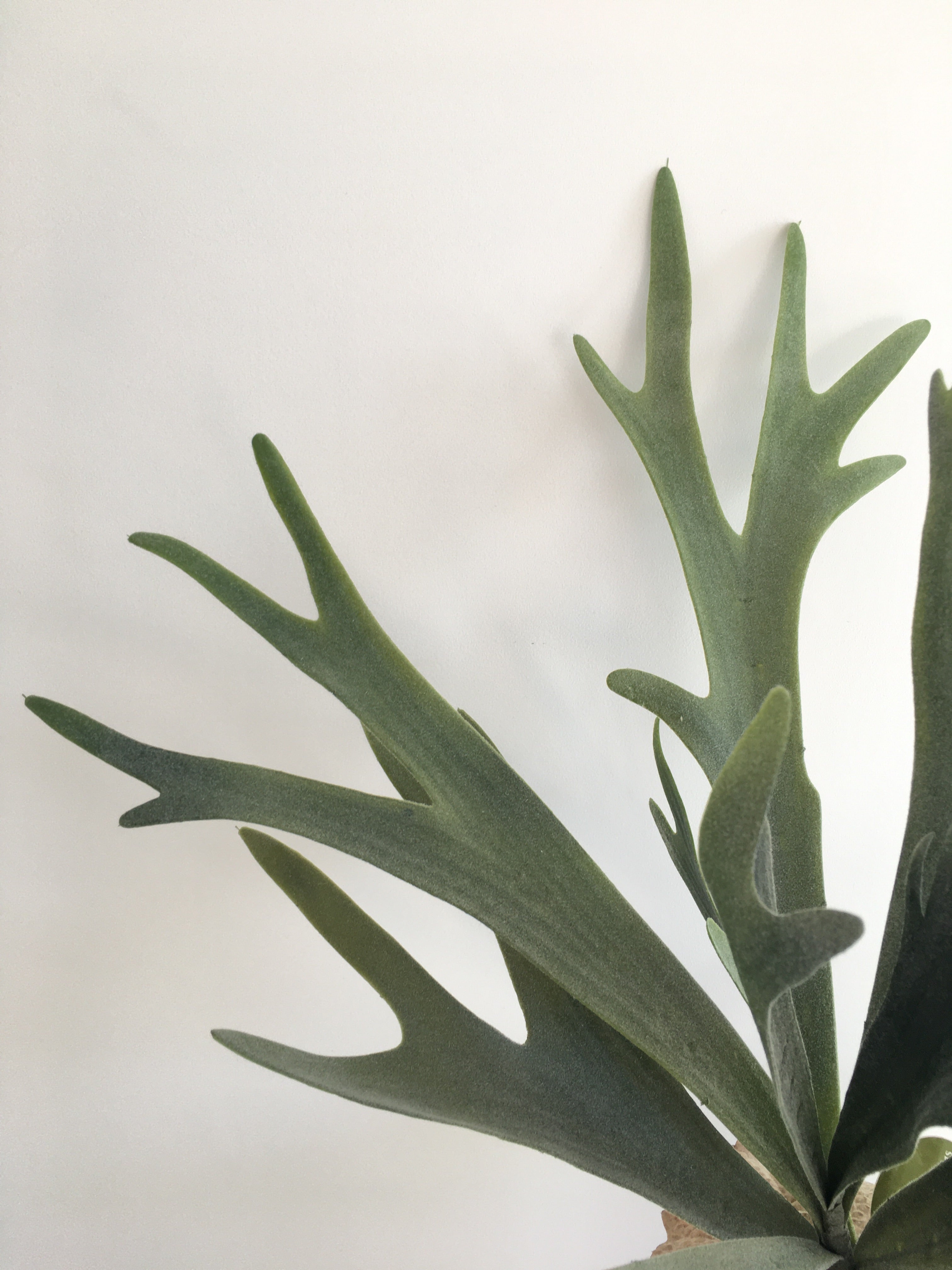 Staghorn Fern
