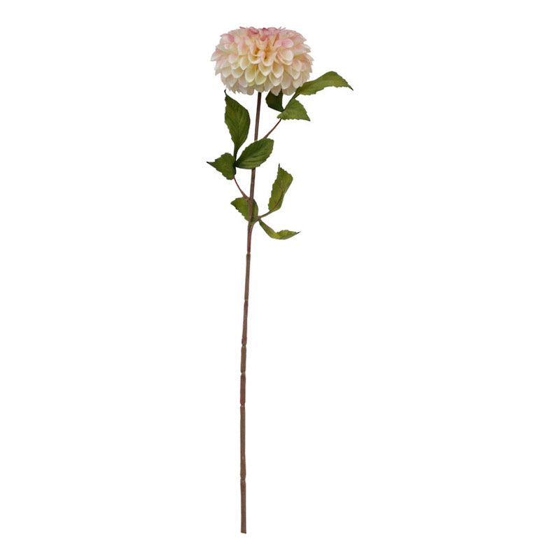 Pompom Dahlia - Pink