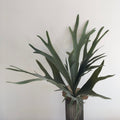 Staghorn Fern